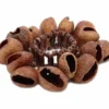 Terre Bracelet Shaker Pangi Seeds