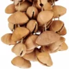 Terre Seed Shaker XXL Cha Cha Nut